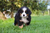 Izzy, a female Bernese Mountain Dog for sale in Sugarcreek, OH – 8 of 10