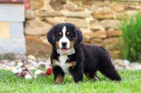 Willow, a female Bernese Mountain Dog for sale in Sugarcreek, OH – 3 of 10