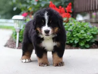 Jasper, a male Bernese Mountain Dog for sale in Sugarcreek, OH – Photo 2 of 6