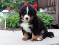 Jasper, a male Bernese Mountain Dog for sale in Sugarcreek, OH – Photo 1 of 6