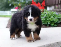 Jasper, a male Bernese Mountain Dog for sale in Sugarcreek, OH – Photo 5 of 6
