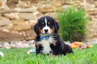 Bobby, a male Bernese Mountain Dog for sale in Sugarcreek, OH – 3 of 9