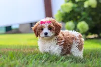 Lilly, a female Cavapoo for sale in Sugarcreek, OH – 2 of 10