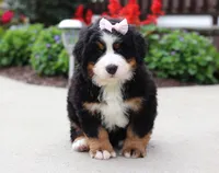 Willow, a female Bernese Mountain Dog for sale in Sugarcreek, OH – Photo 1 of 5