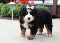 Willow, a female Bernese Mountain Dog for sale in Sugarcreek, OH – Photo 4 of 5