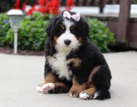 Willow, a female Bernese Mountain Dog for sale in Sugarcreek, OH – Photo 3 of 5