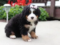 Willow, a female Bernese Mountain Dog for sale in Sugarcreek, OH – Photo 2 of 5