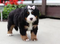 Willow, a female Bernese Mountain Dog for sale in Sugarcreek, OH – Photo 5 of 5