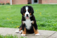Casey, a female Bernese Mountain Dog for sale in Sugarcreek, OH – 1 of 10