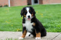 Casey, a female Bernese Mountain Dog for sale in Sugarcreek, OH – 3 of 10