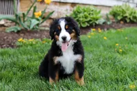 Casey, a female Bernese Mountain Dog for sale in Sugarcreek, OH – 7 of 10