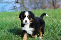 Casey, a female Bernese Mountain Dog for sale in Sugarcreek, OH – Photo 7 of 7