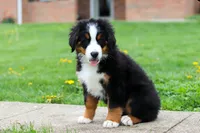Casey, a female Bernese Mountain Dog for sale in Sugarcreek, OH – 4 of 10