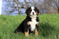 Casey, a female Bernese Mountain Dog for sale in Sugarcreek, OH – Photo 3 of 7