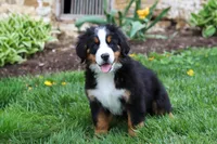 Casey, a female Bernese Mountain Dog for sale in Sugarcreek, OH – 9 of 10