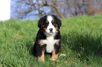 Casey, a female Bernese Mountain Dog for sale in Sugarcreek, OH – Photo 4 of 7