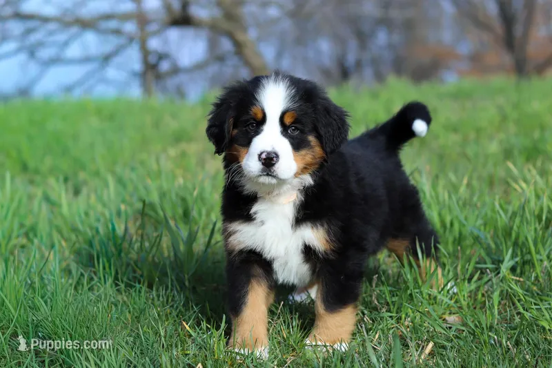Casey – Bernese Mountain Dog puppy for sale in Sugarcreek, OH