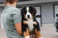 Casey, a female Bernese Mountain Dog for sale in Sugarcreek, OH – 10 of 10