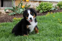Casey, a female Bernese Mountain Dog for sale in Sugarcreek, OH – 6 of 10