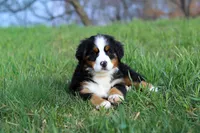 Casey, a female Bernese Mountain Dog for sale in Sugarcreek, OH – Photo 2 of 7