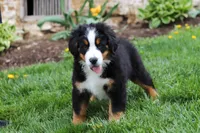 Casey, a female Bernese Mountain Dog for sale in Sugarcreek, OH – 8 of 10
