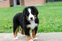 Casey, a female Bernese Mountain Dog for sale in Sugarcreek, OH – 2 of 10