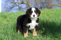 Casey, a female Bernese Mountain Dog for sale in Sugarcreek, OH – Photo 5 of 7