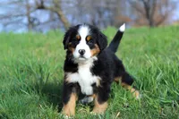Casey, a female Bernese Mountain Dog for sale in Sugarcreek, OH – Photo 6 of 7