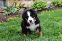 Casey, a female Bernese Mountain Dog for sale in Sugarcreek, OH – 5 of 10