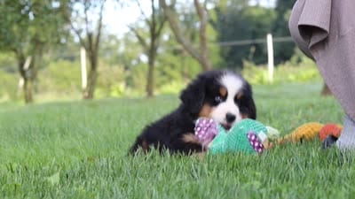 Izzy, a female Bernese Mountain Dog for sale in Sugarcreek, OH – 10 of 10