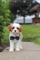 Asher, a male Cavapoo for sale in Sugarcreek, OH – 5 of 8