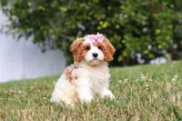 Olivia, a female Cavapoo for sale in Sugarcreek, OH – 4 of 7