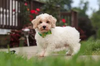 Benji, a male Bichpoo for sale in Sugarcreek, OH – 2 of 10