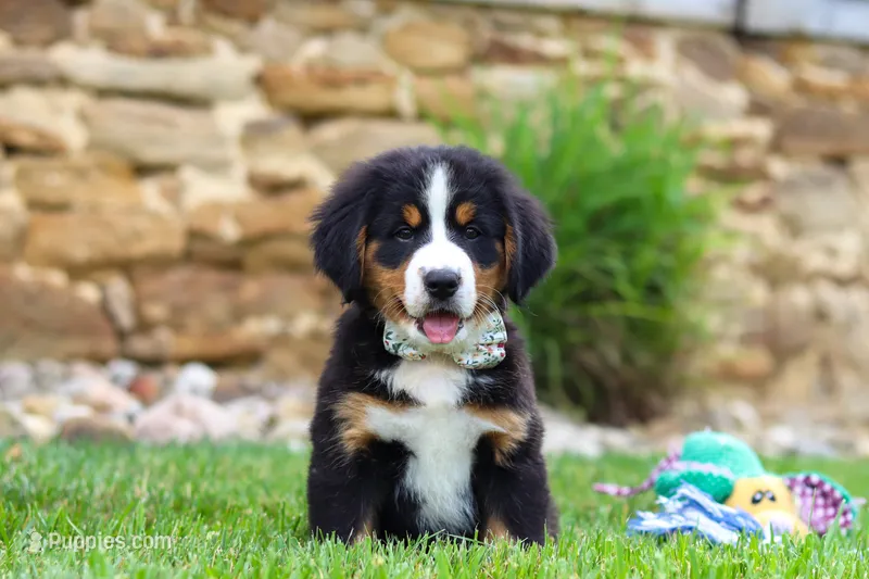 Willow – Bernese Mountain Dog puppy for sale in Sugarcreek, OH