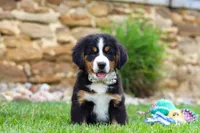Willow, a female Bernese Mountain Dog for sale in Sugarcreek, OH – 1 of 10