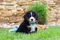 Bobby, a male Bernese Mountain Dog for sale in Sugarcreek, OH – 2 of 9