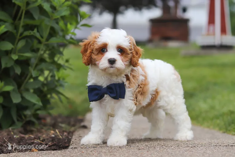 Asher – Cavapoo puppy for sale in Sugarcreek, OH