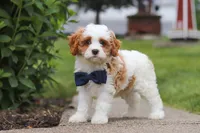 Asher, a male Cavapoo for sale in Sugarcreek, OH – 1 of 8