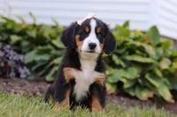 Addie, a female Bernese Mountain Dog for sale in Sugarcreek, OH – Photo 1 of 7