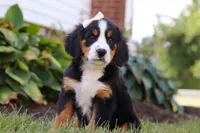 Addie, a female Bernese Mountain Dog for sale in Sugarcreek, OH – Photo 2 of 7