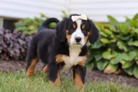 Addie, a female Bernese Mountain Dog for sale in Sugarcreek, OH – Photo 7 of 7