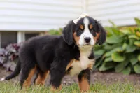 Addie, a female Bernese Mountain Dog for sale in Sugarcreek, OH – Photo 5 of 7
