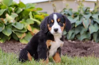 Addie, a female Bernese Mountain Dog for sale in Sugarcreek, OH – Photo 6 of 7
