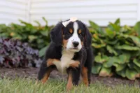 Addie, a female Bernese Mountain Dog for sale in Sugarcreek, OH – Photo 4 of 7