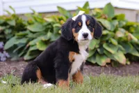 Addie, a female Bernese Mountain Dog for sale in Sugarcreek, OH – Photo 3 of 7