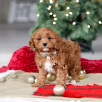 Kory, a male Cavapoo for sale in Sugarcreek, OH – Photo 1 of 6