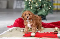 Kory, a male Cavapoo for sale in Sugarcreek, OH – Photo 1 of 6