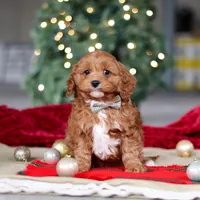 Kory, a male Cavapoo for sale in Sugarcreek, OH – Photo 3 of 6