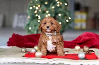 Kory, a male Cavapoo for sale in Sugarcreek, OH – Photo 3 of 6