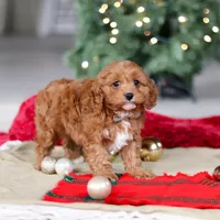 Kory, a male Cavapoo for sale in Sugarcreek, OH – Photo 4 of 6